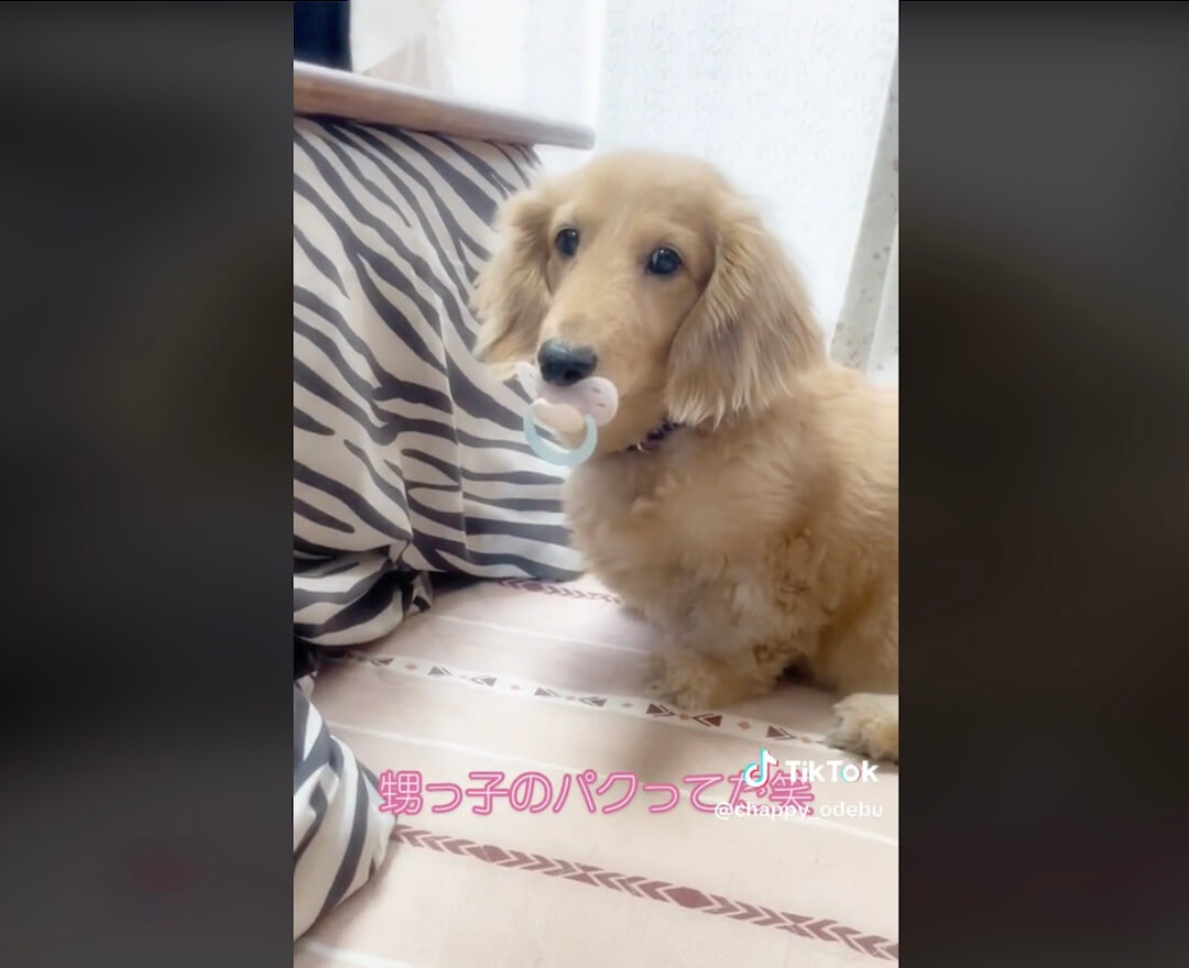 ダックスフンド,動画