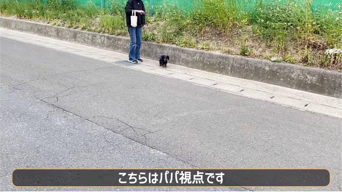 ダックスフンド,動画