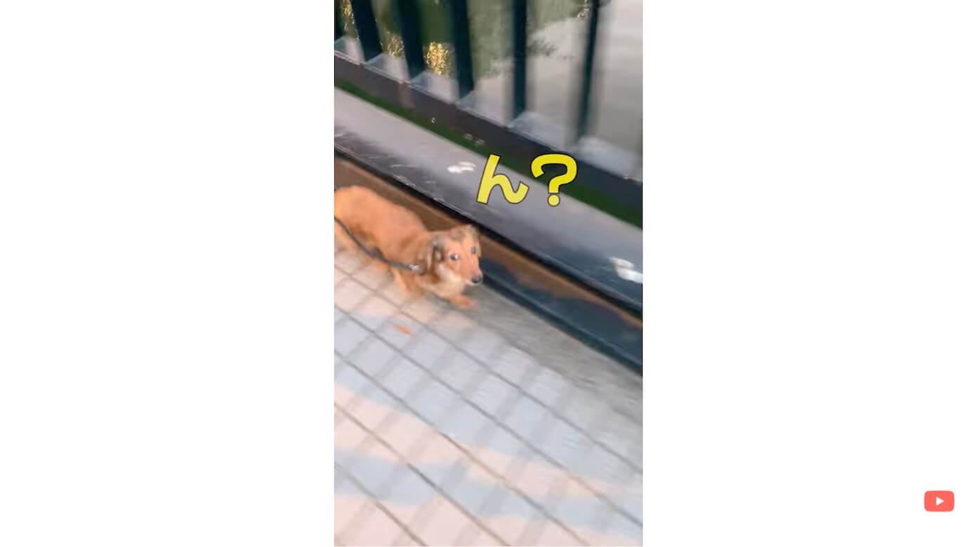 ダックスフンド,動画