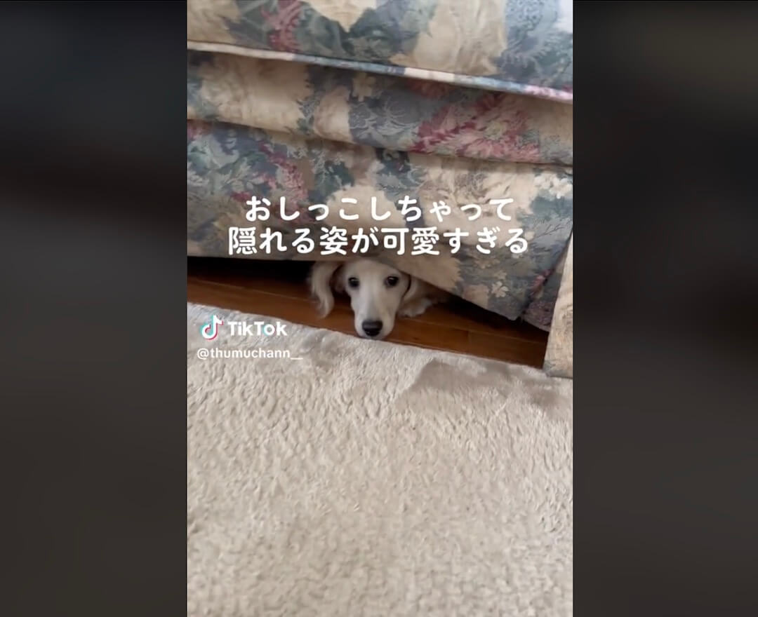 ダックスフンド,動画