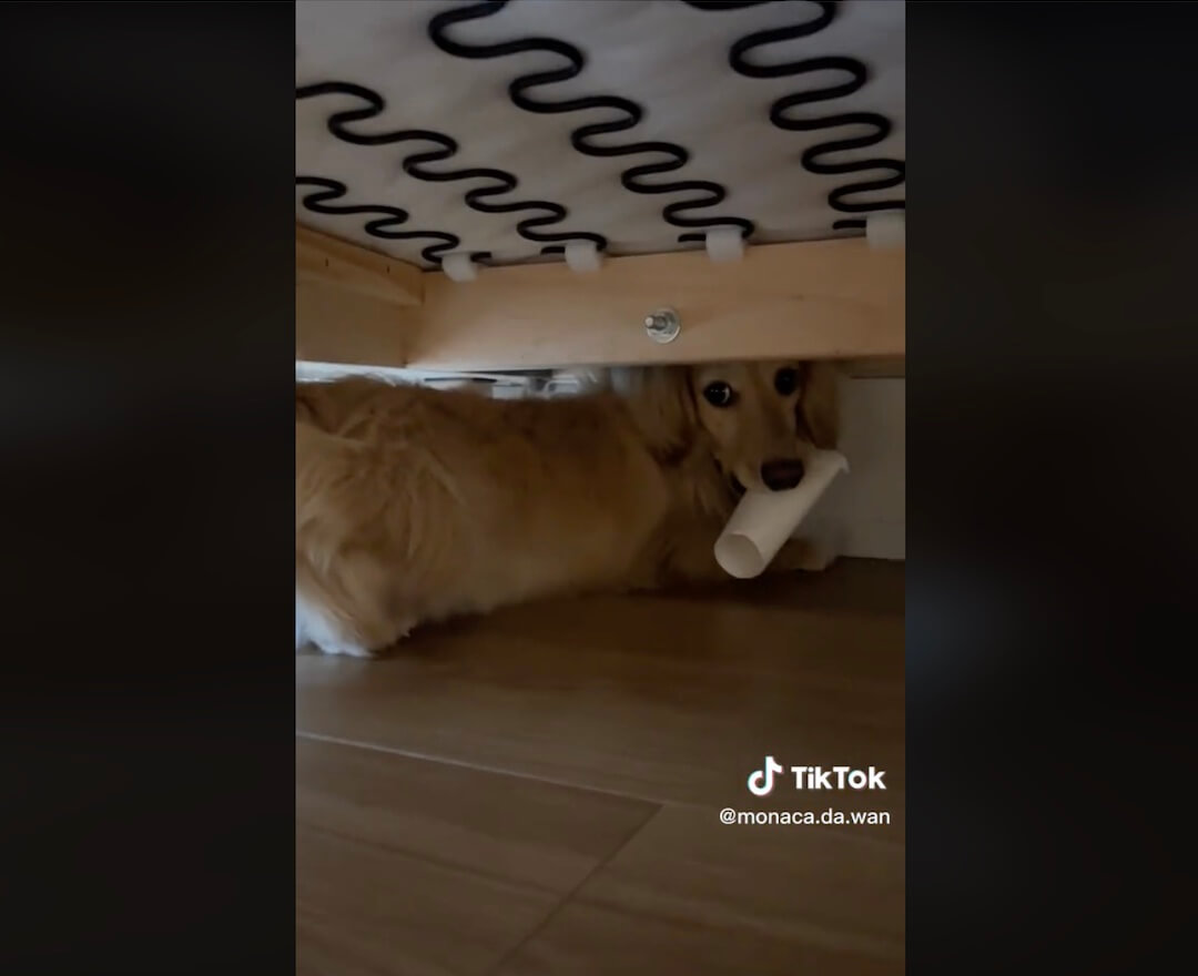 ダックスフンド,動画