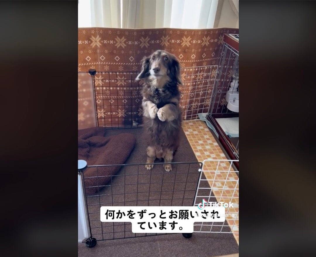 ダックスフンド,動画