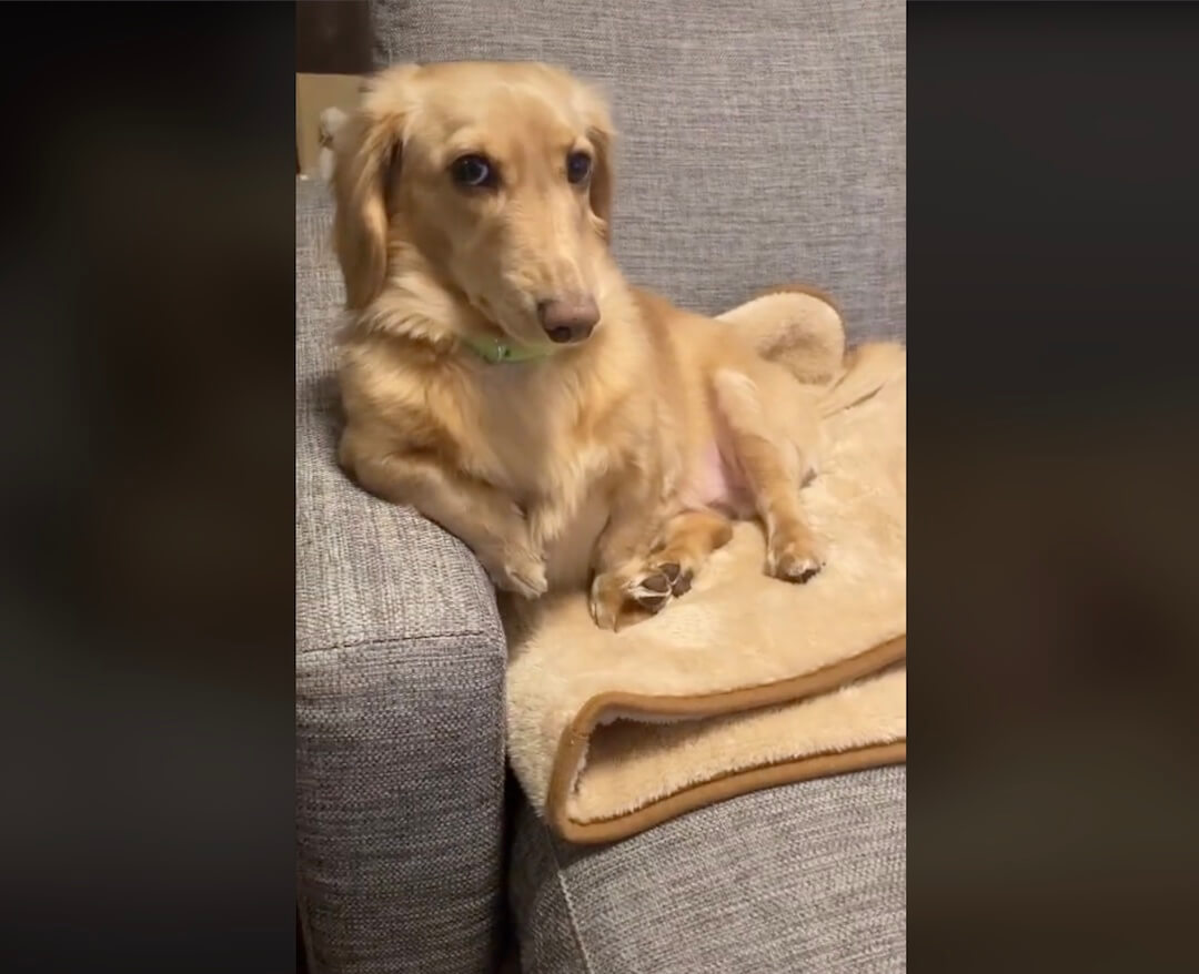 ダックスフンド,動画