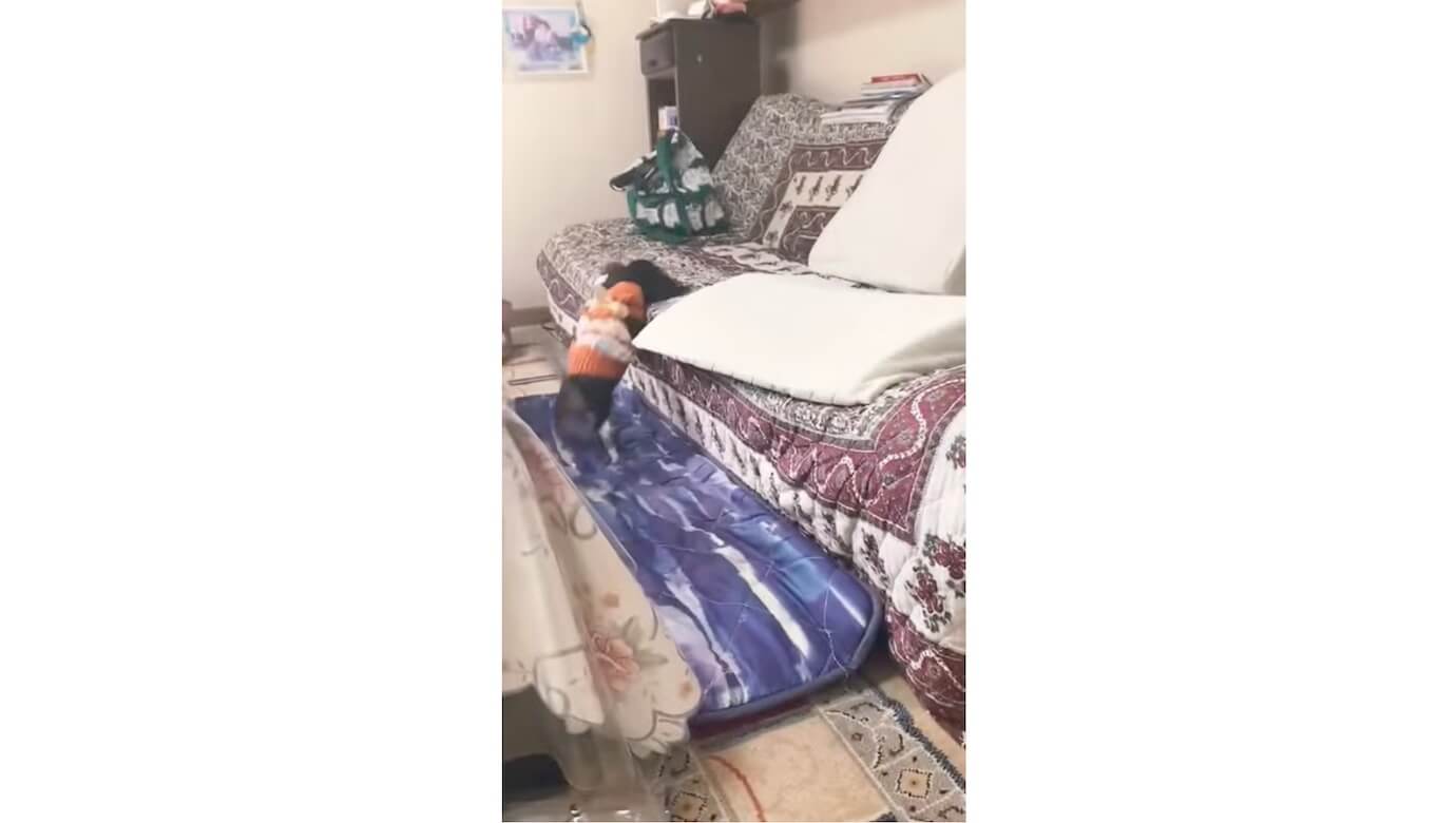 ダックスフンド,動画