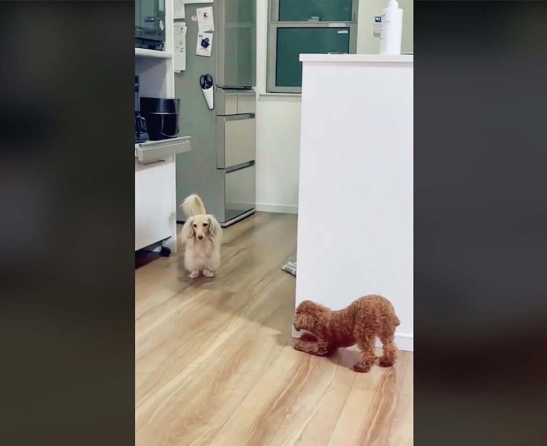 ダックスフンド,動画