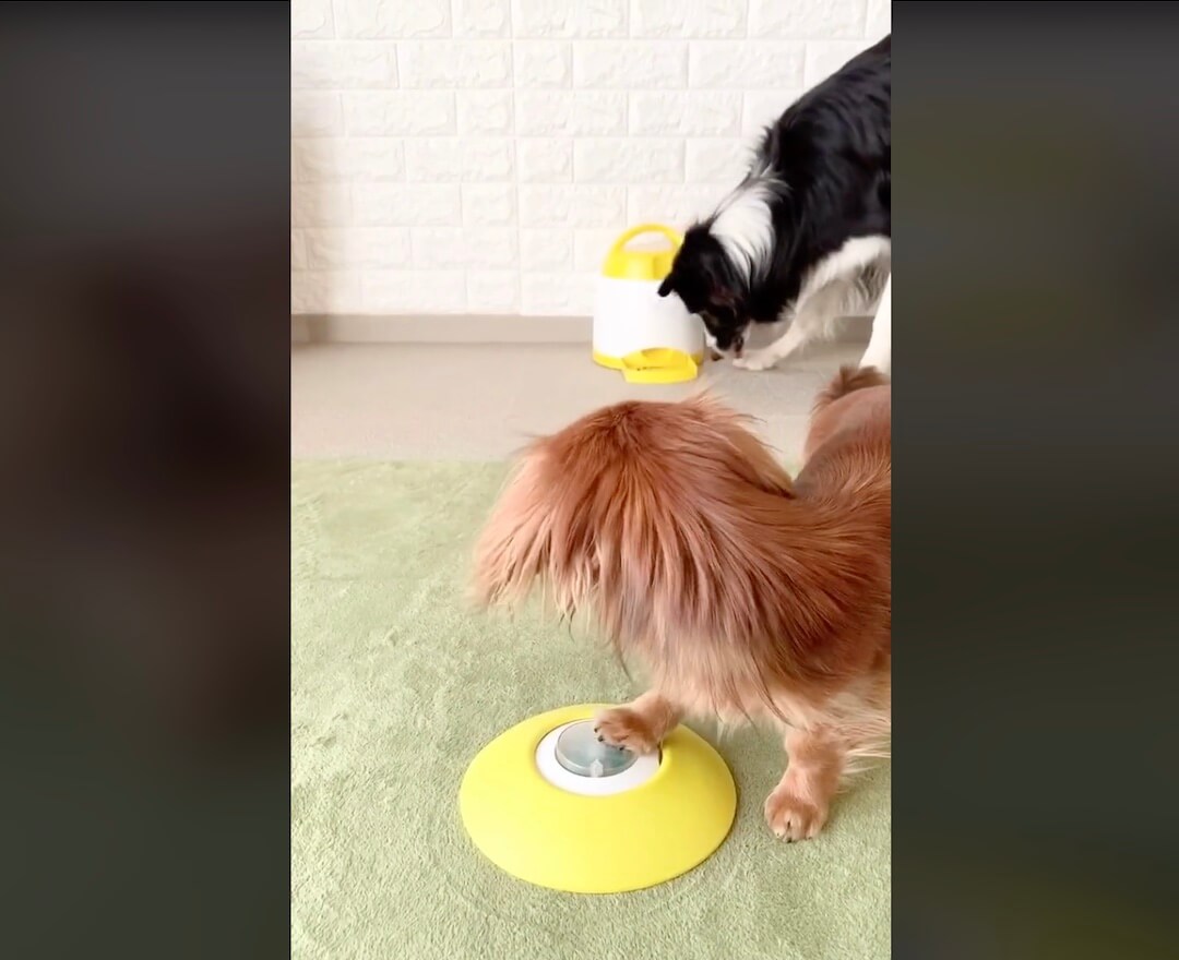 ダックスフンド,動画