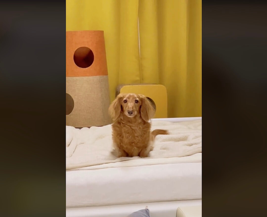 ダックスフンド,動画