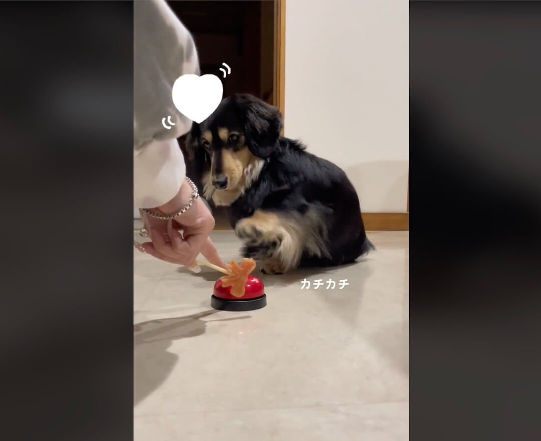 ダックスフンド,動画