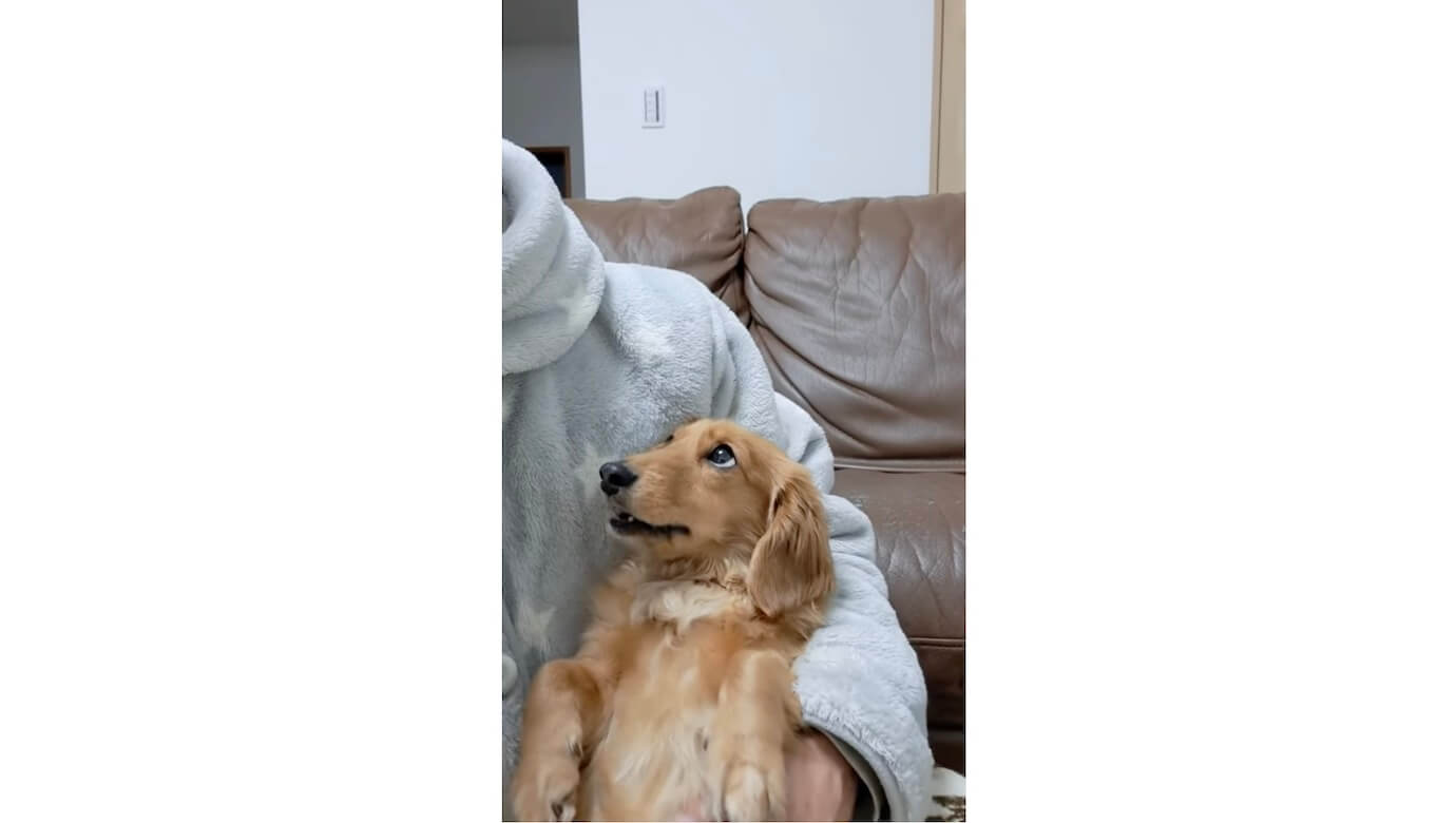 ダックスフンド,動画