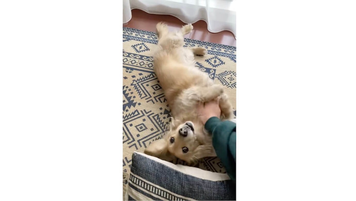 ダックスフンド,動画