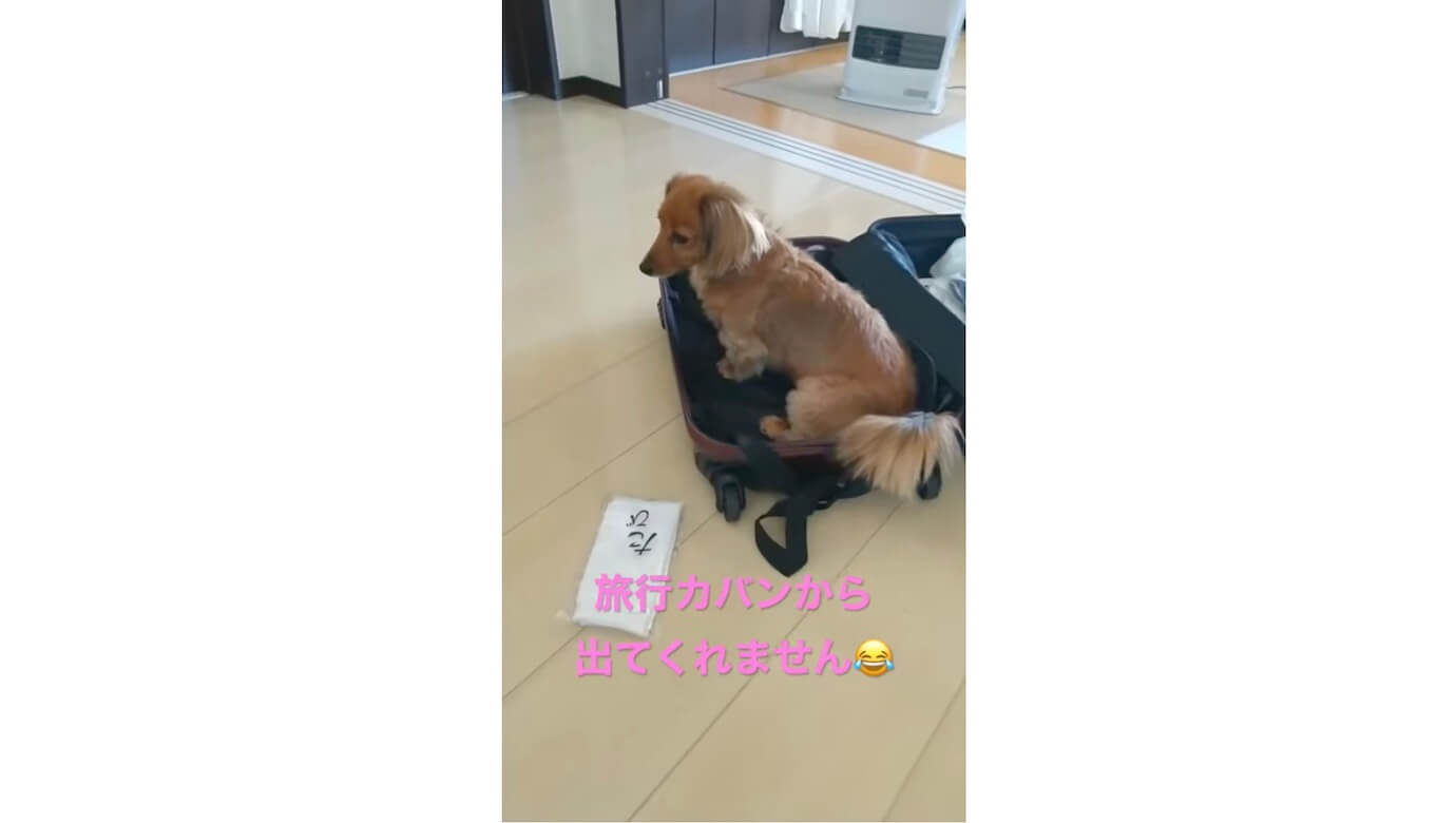 ダックスフンド,動画