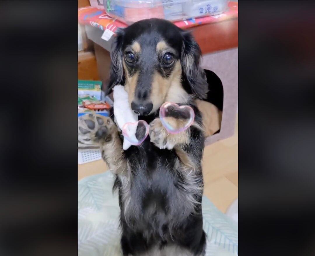 ダックスフンド,動画