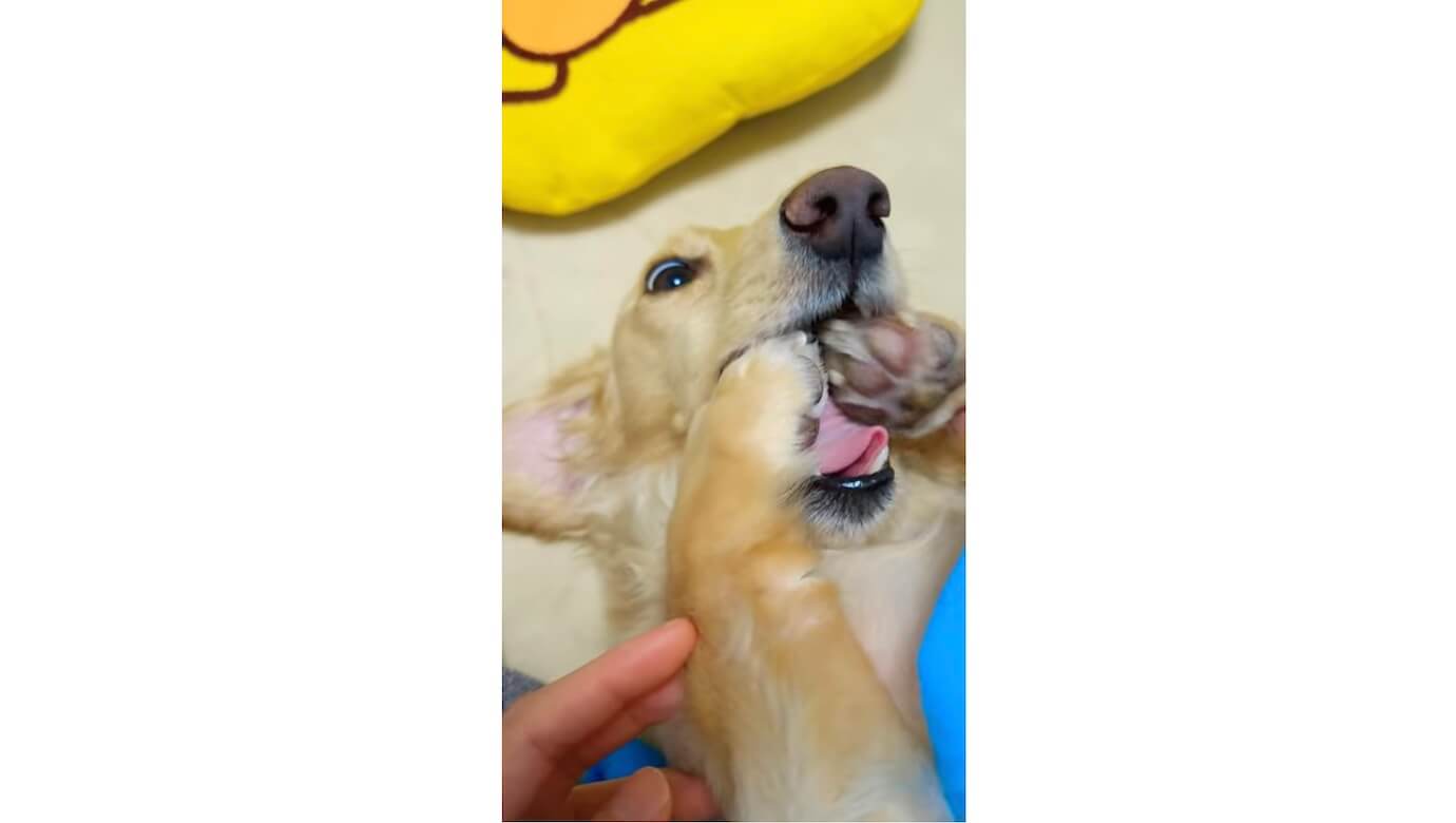 ダックスフンド,動画