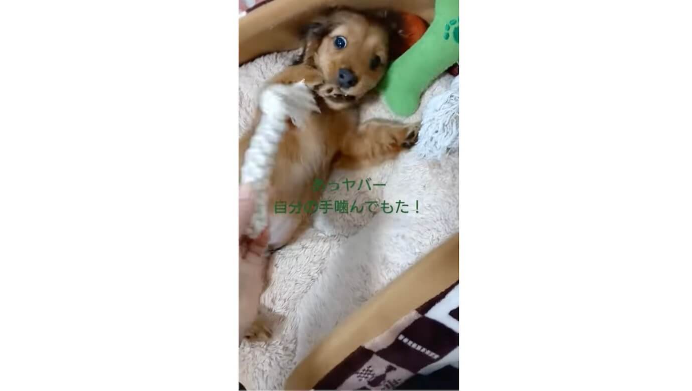 ダックスフンド,動画