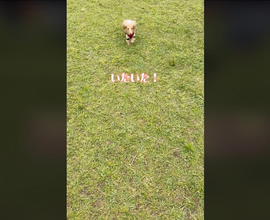 ダックスフンド,動画