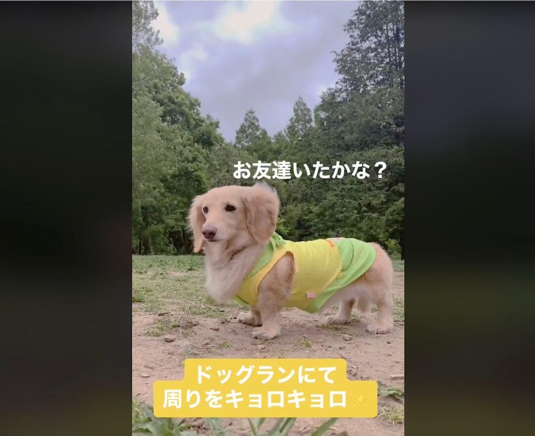 ダックスフンド,動画