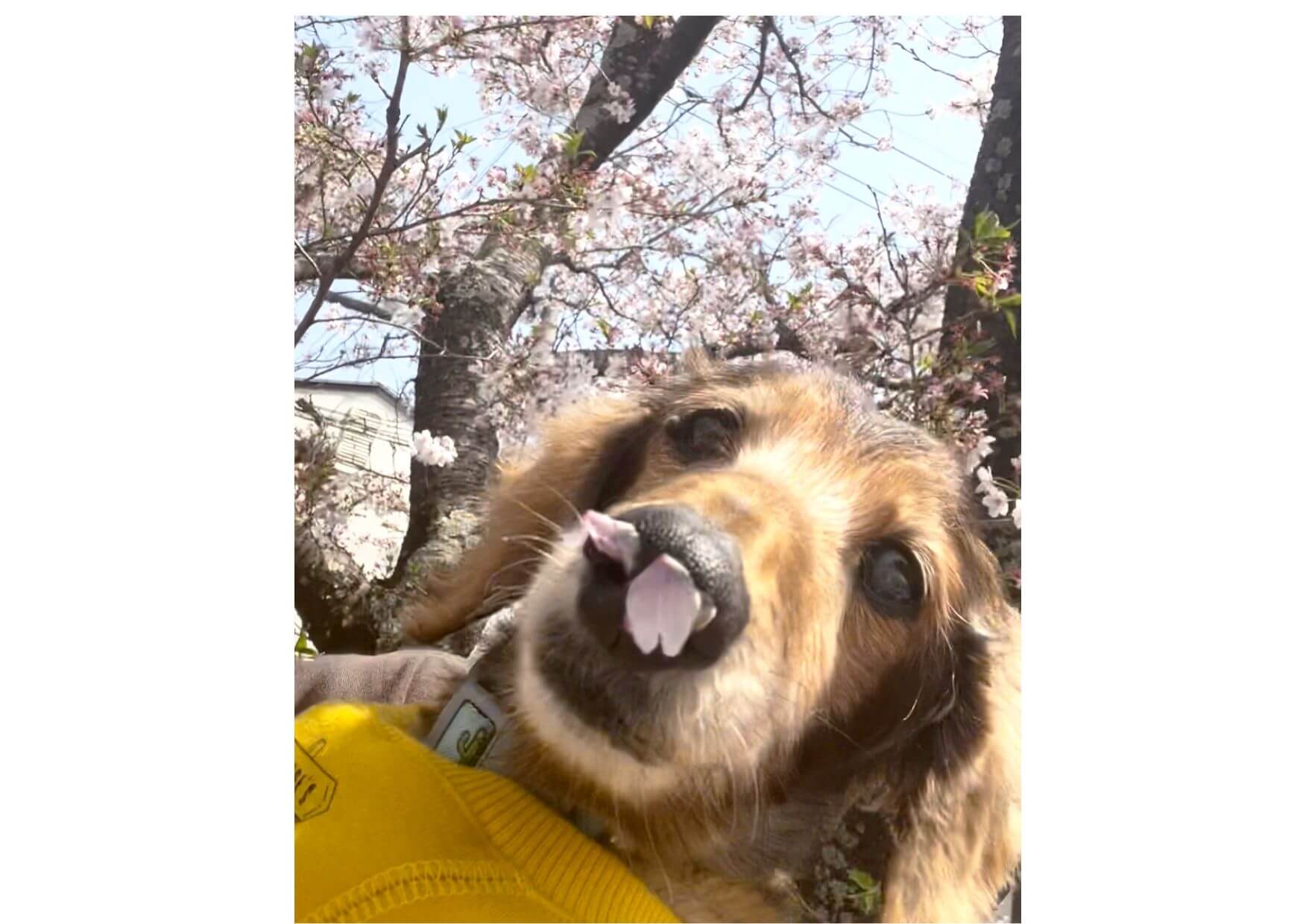 レジェンドダックス,ダックスフンド