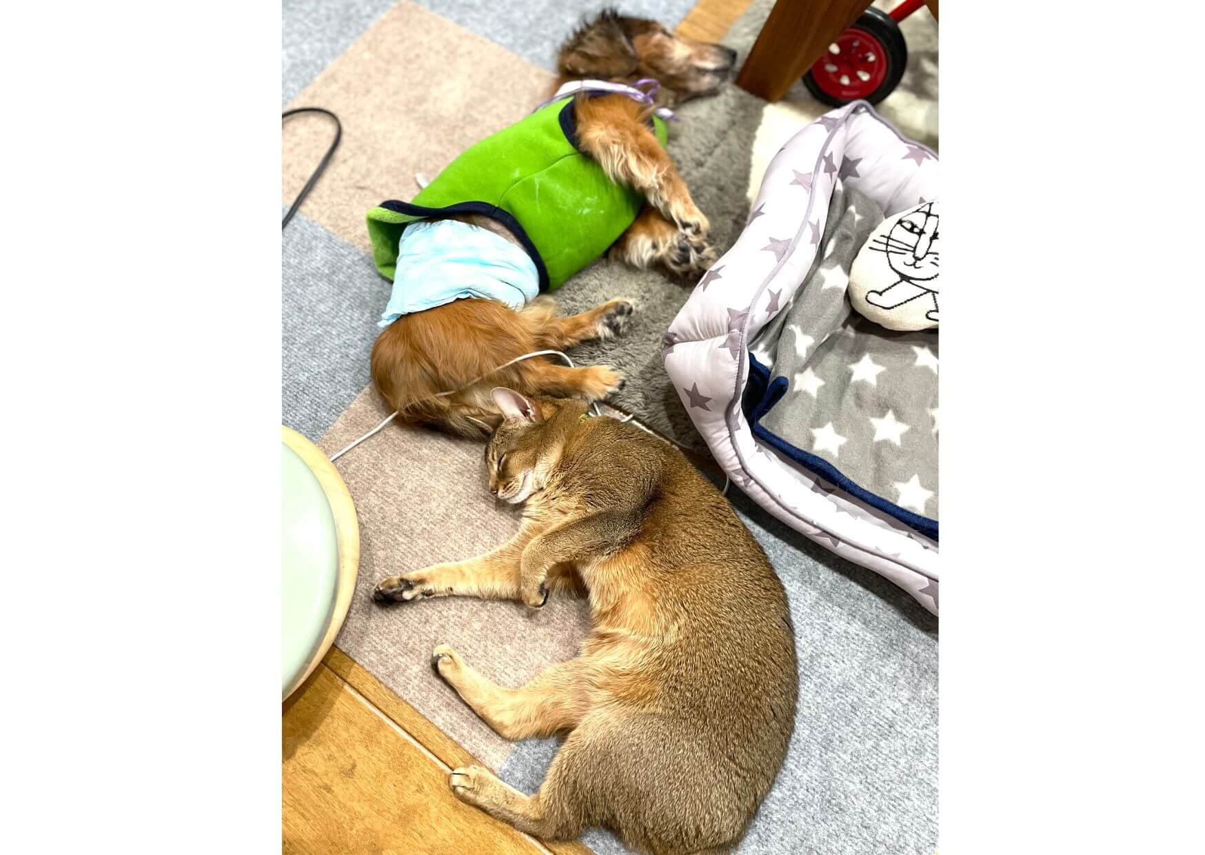 レジェンドダックス,ダックスフンド