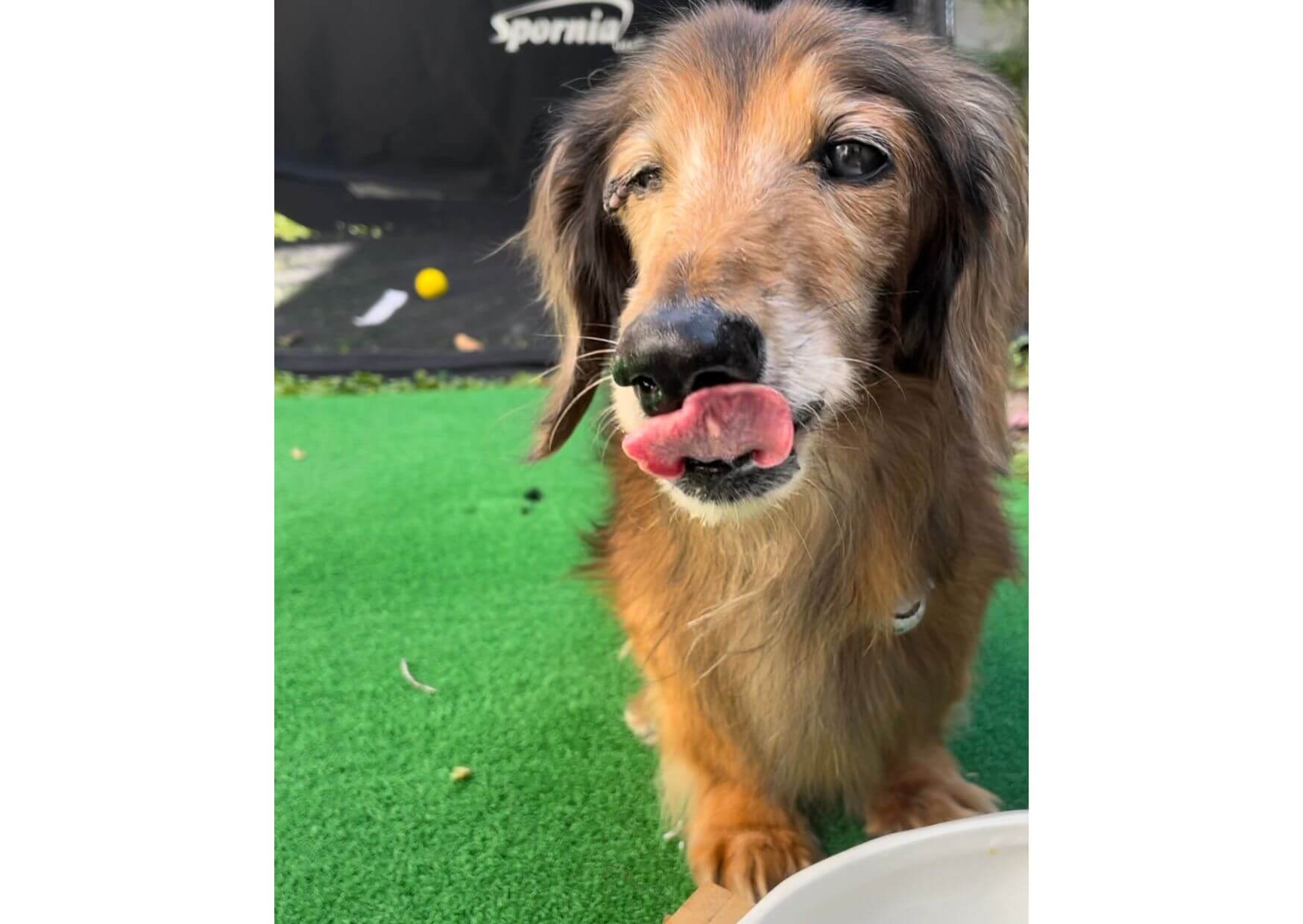 レジェンドダックス,ダックスフンド