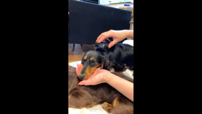 ダックスフンド,動画