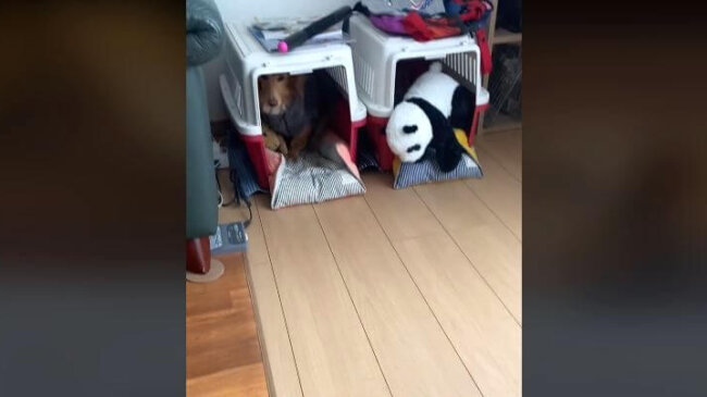 ダックスフンド,動画