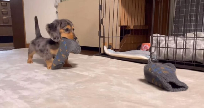 ダックスフンド,動画