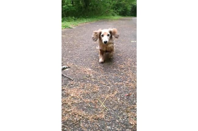 ダックスフンド,動画