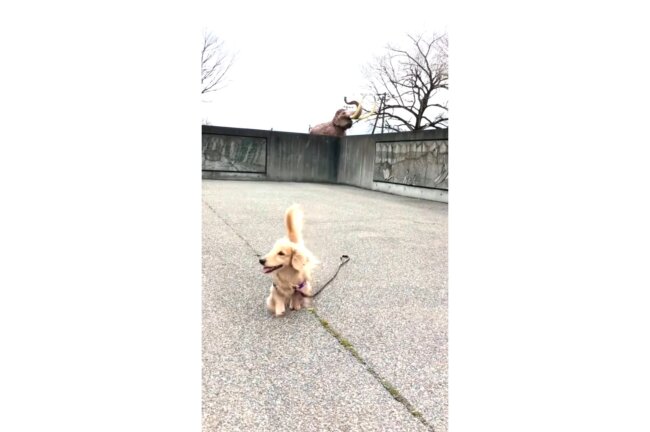 ダックスフンド,動画