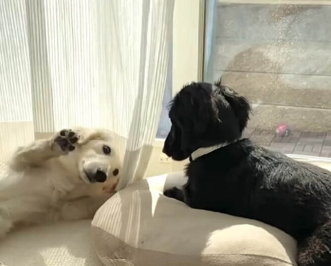 ダックスフンド,動画