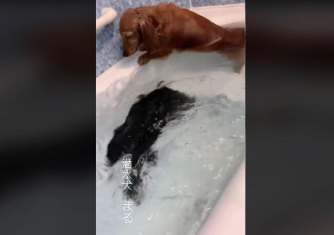 ダックスフンド,動画