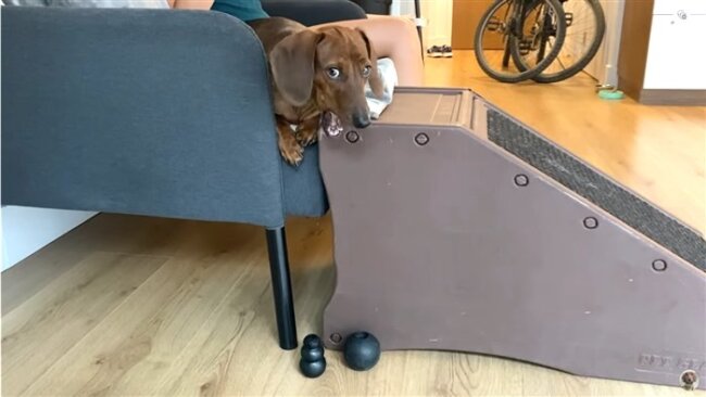 ダックスフンド,動画