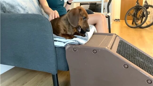 ダックスフンド,動画