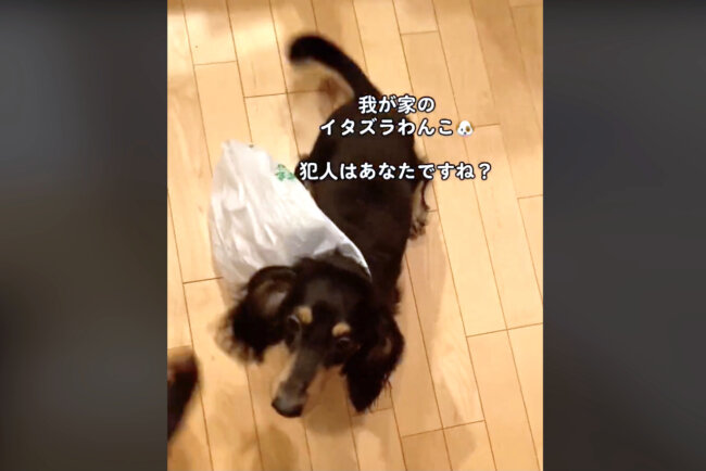 ダックスフンド,動画