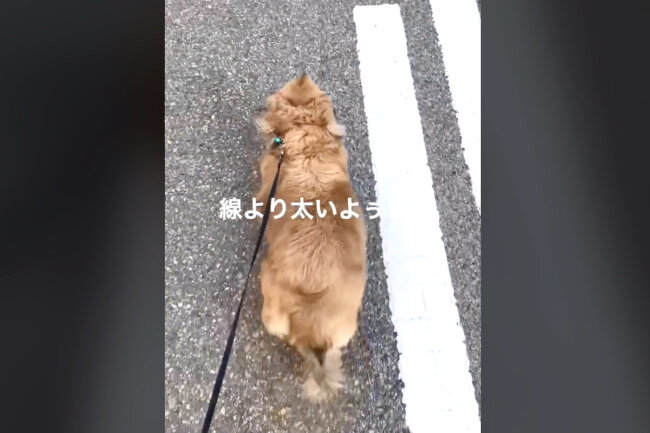 ダックスフンド,動画