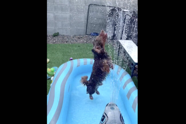 ダックスフンド,動画