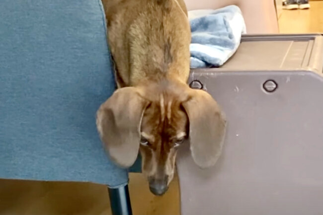 ダックスフンド,動画