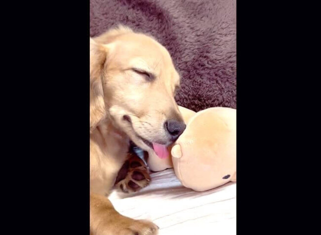 ダックスフンド,動画