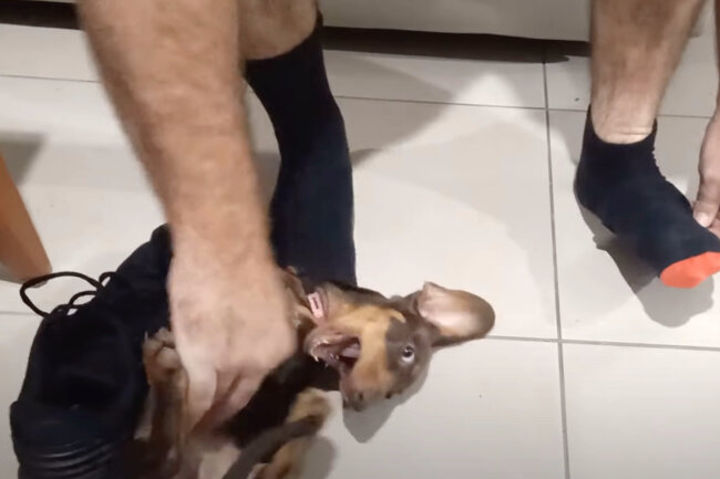 ダックスフンド,動画