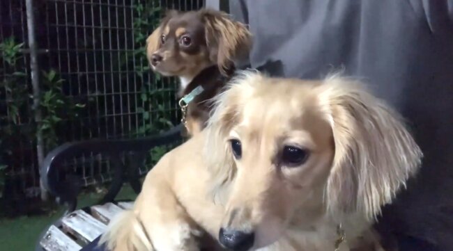 ダックスフンド,動画