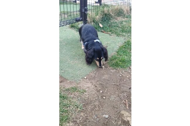 ダックスフンド,動画