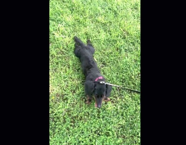 ダックスフンド,動画