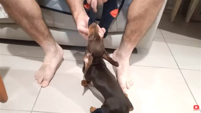 ダックスフンド,動画