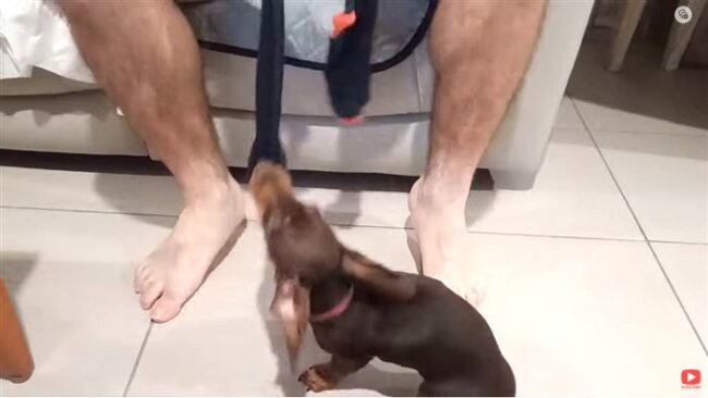 ダックスフンド,動画