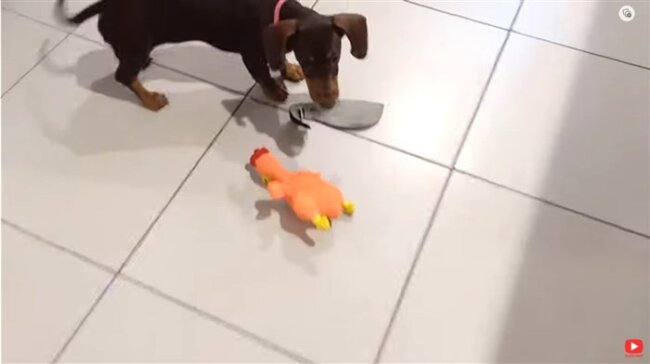 ダックスフンド,動画