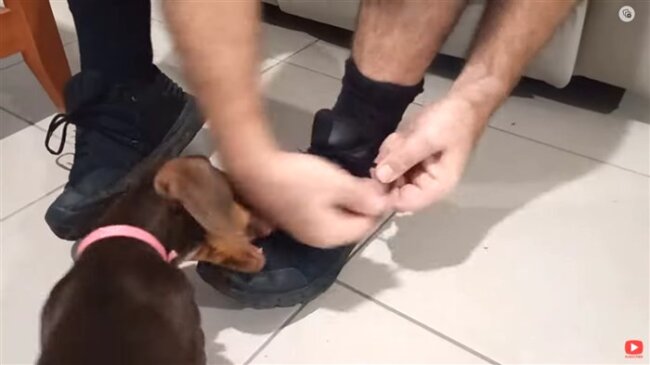 ダックスフンド,動画