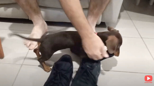 ダックスフンド,動画