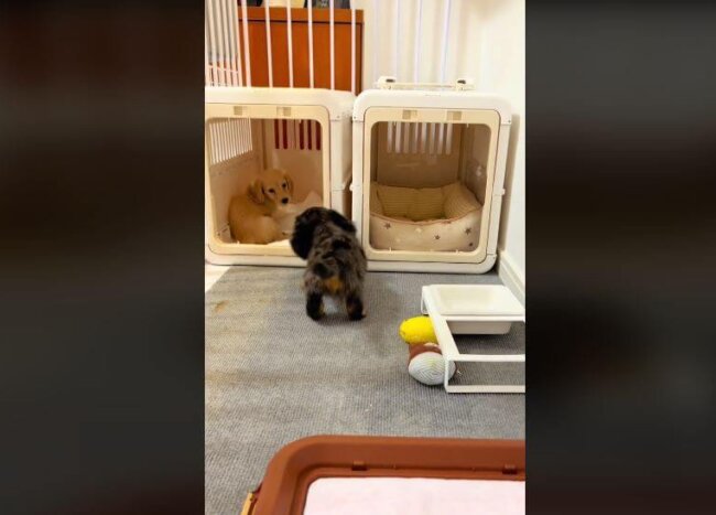 ダックスフンド,動画