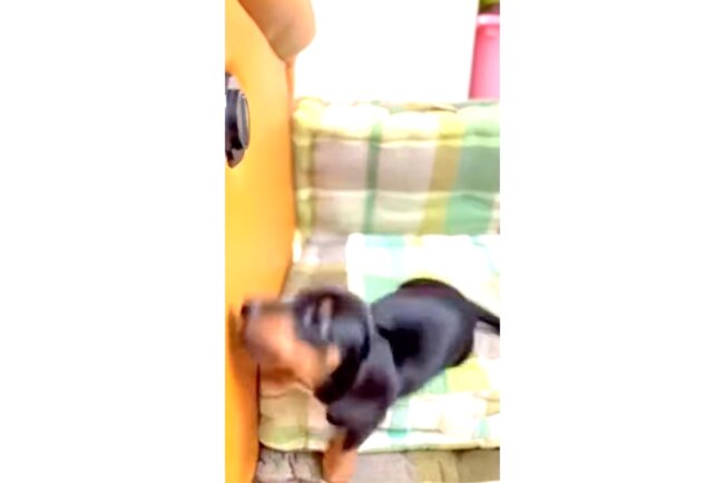 ダックスフンド,動画