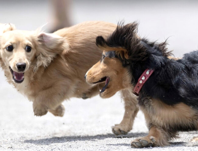 ダックスフンド,動画