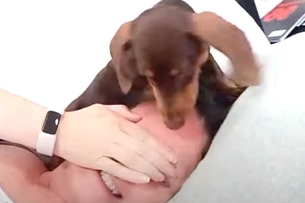 だって好きなんだもん！」ママ溺愛系ダックスのキスが止まらない【動画